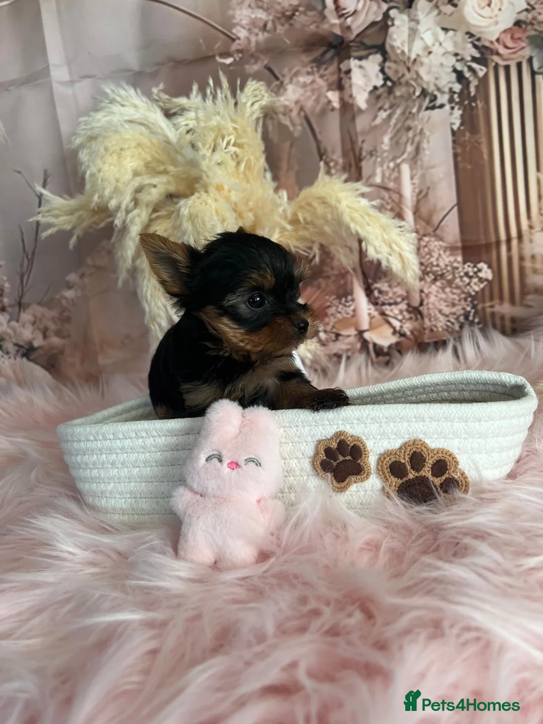 Yorkshire Terrier dogs for sale: Left one beautiful boy❤️ - Advert 17