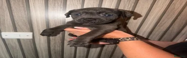 Cane Corso 8