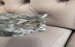 British Longhair cats for sale: British Long Hair Kittens - Image 28