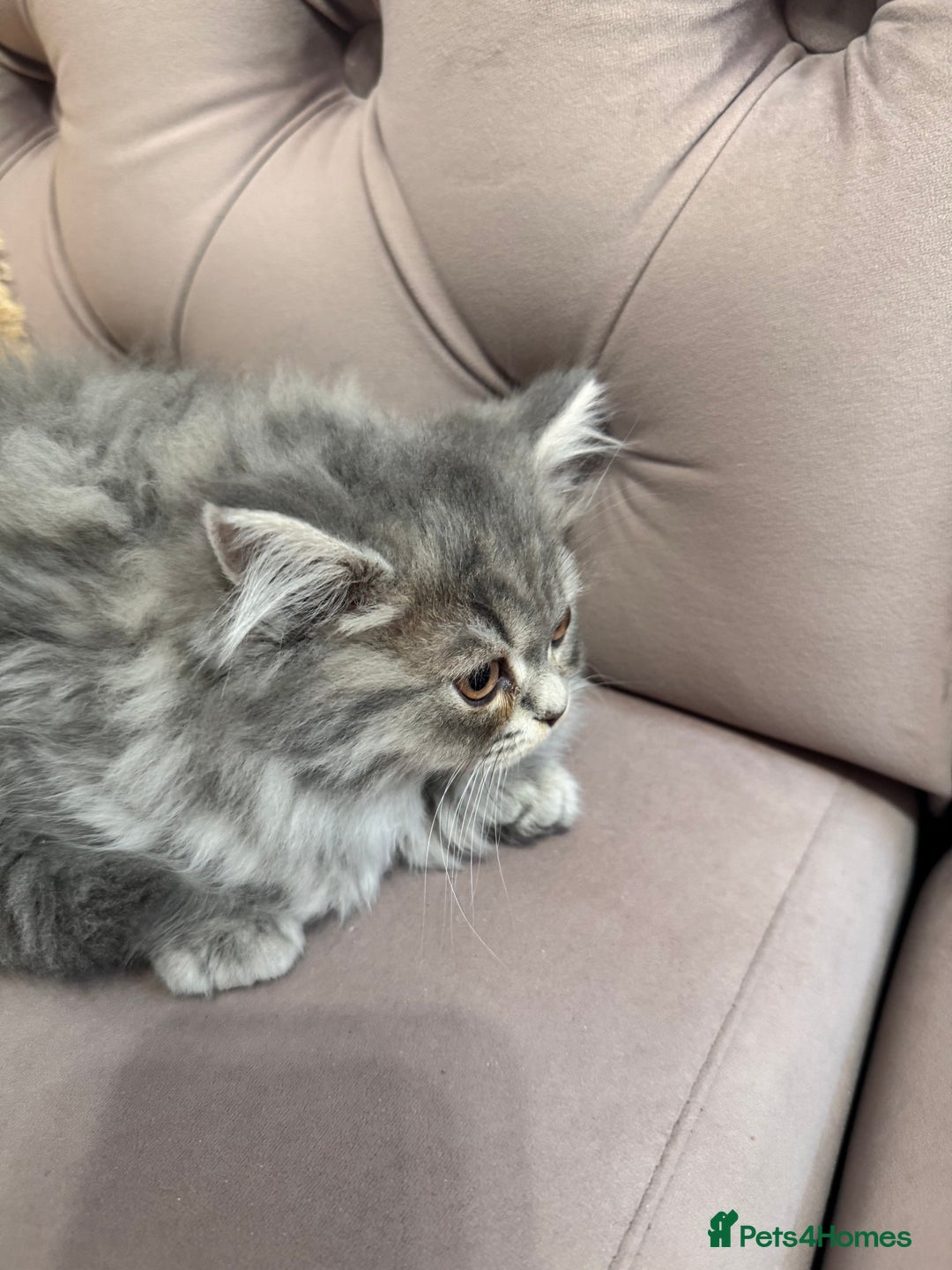British Longhair cats for sale: British Long Hair Kittens - Image 28