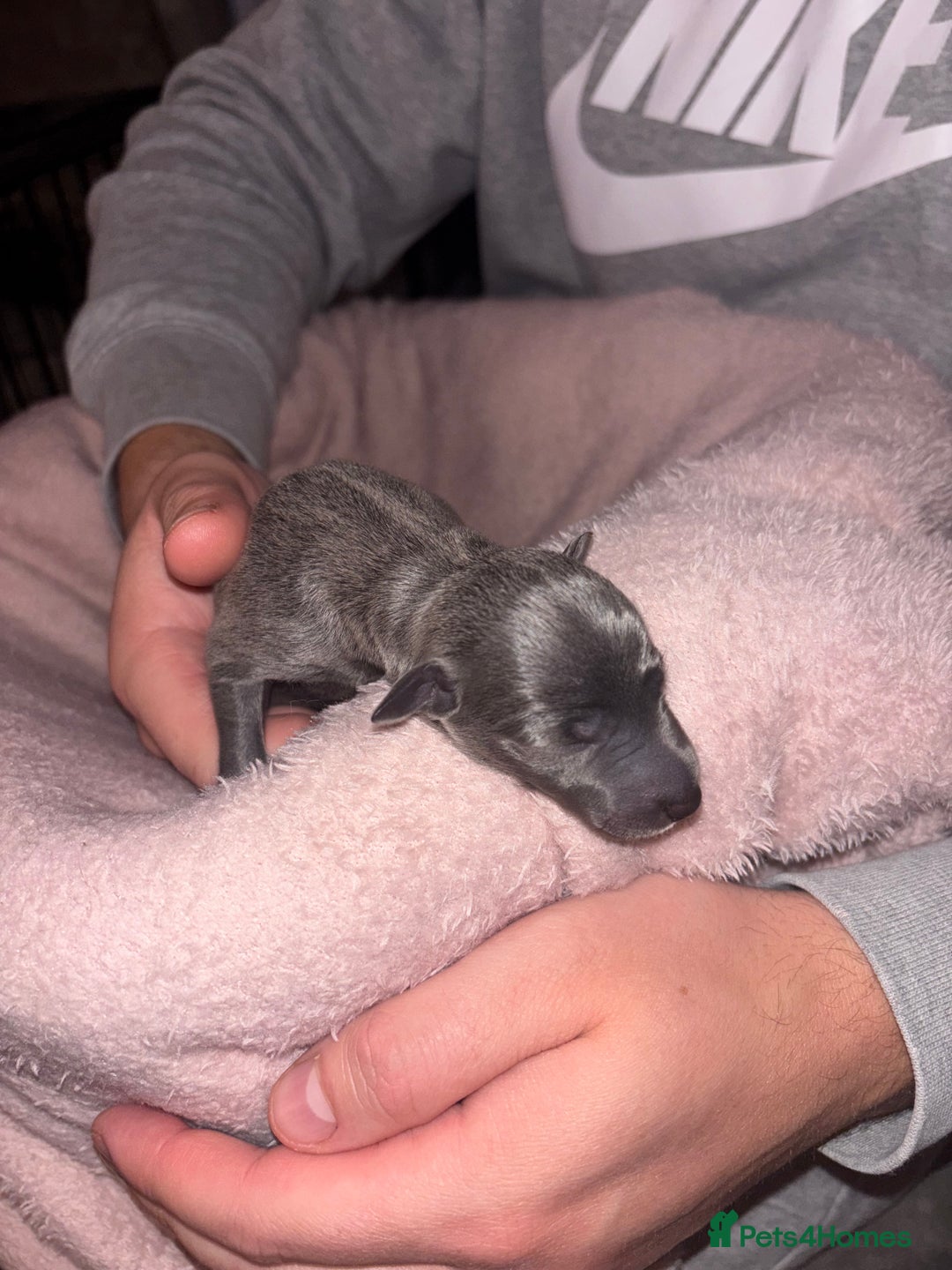 Mixed Breed dogs for sale: Whippet x Italian Greyhound Puppies  - Advert 9