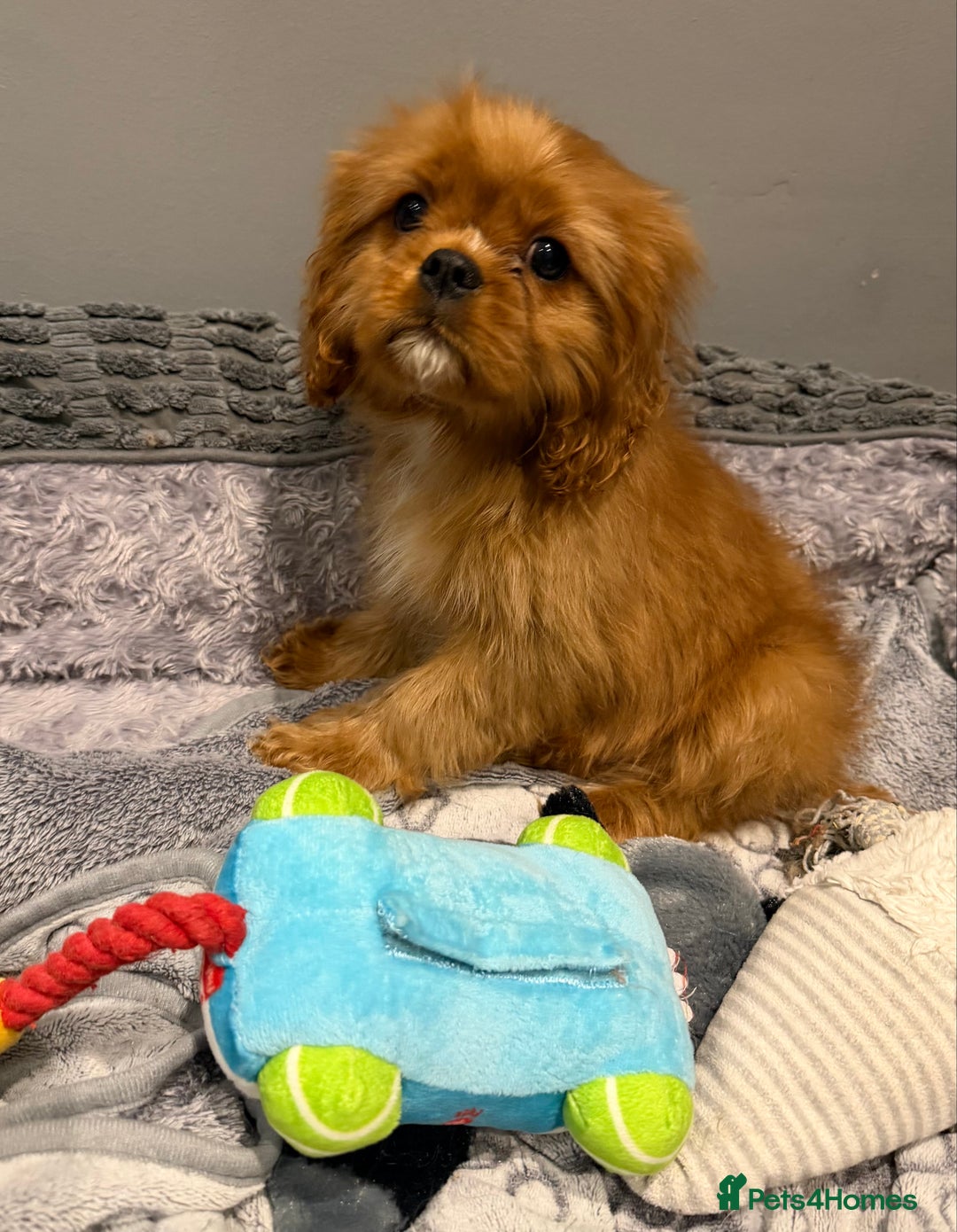 Cavalier King Charles Spaniel dogs for sale: Cavalier King Charles spaniel puppies  - Advert 1