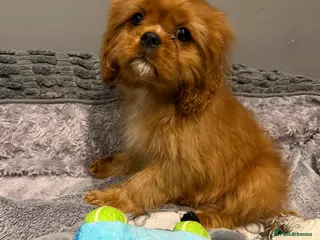 Cavalier King Charles Spaniel dogs Cavalier King Charles spaniel puppies - Advert 4