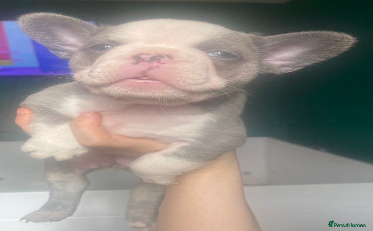 French Bulldog dogs - Advert 3