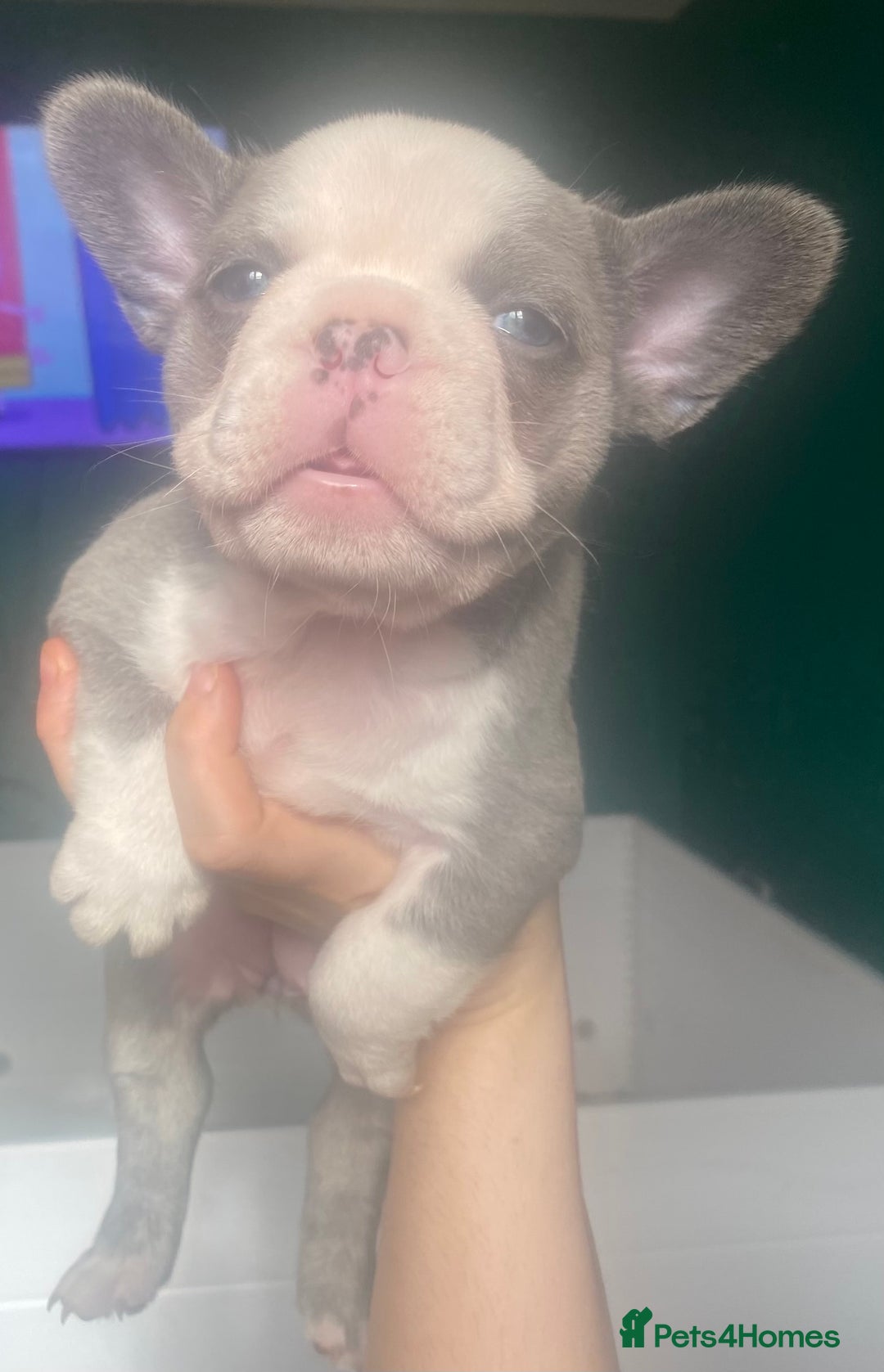 French Bulldog dogs for sale: Original X big rope French bulldogs - Image 12