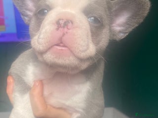 French Bulldog dogs - Advert 3