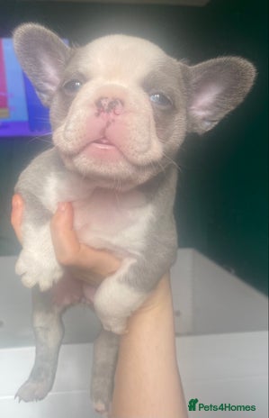 French Bulldog dogs - Advert 3