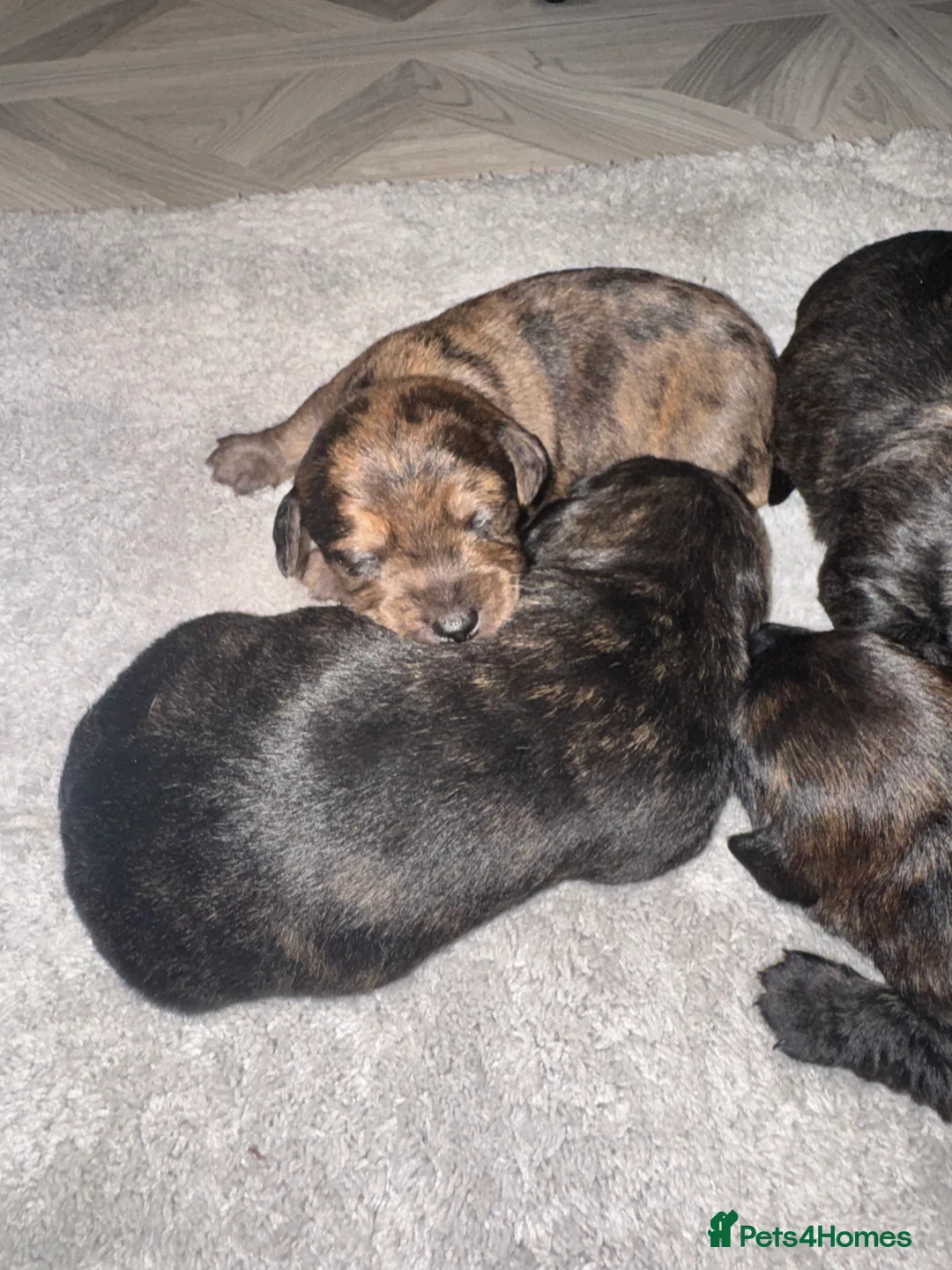 Mixed Breed dogs for sale: Beautiful Dachshund X westie puppies - Advert 6