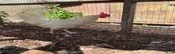 Chickens poultry for sale: White Leghorn Trio - Advert 2