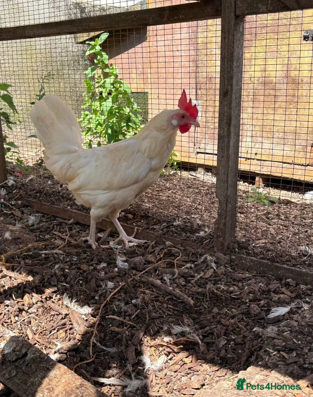 Chickens poultry for sale: White Leghorn Trio - Advert 2