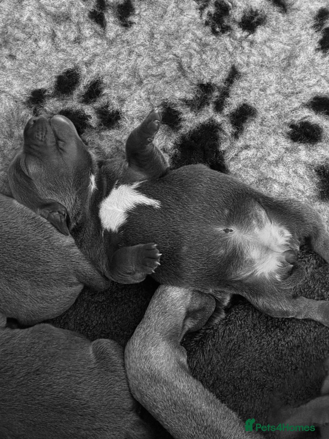 Staffordshire Bull Terrier dogs for sale: Pedigree Blue Staffordshire pups - Advert 3