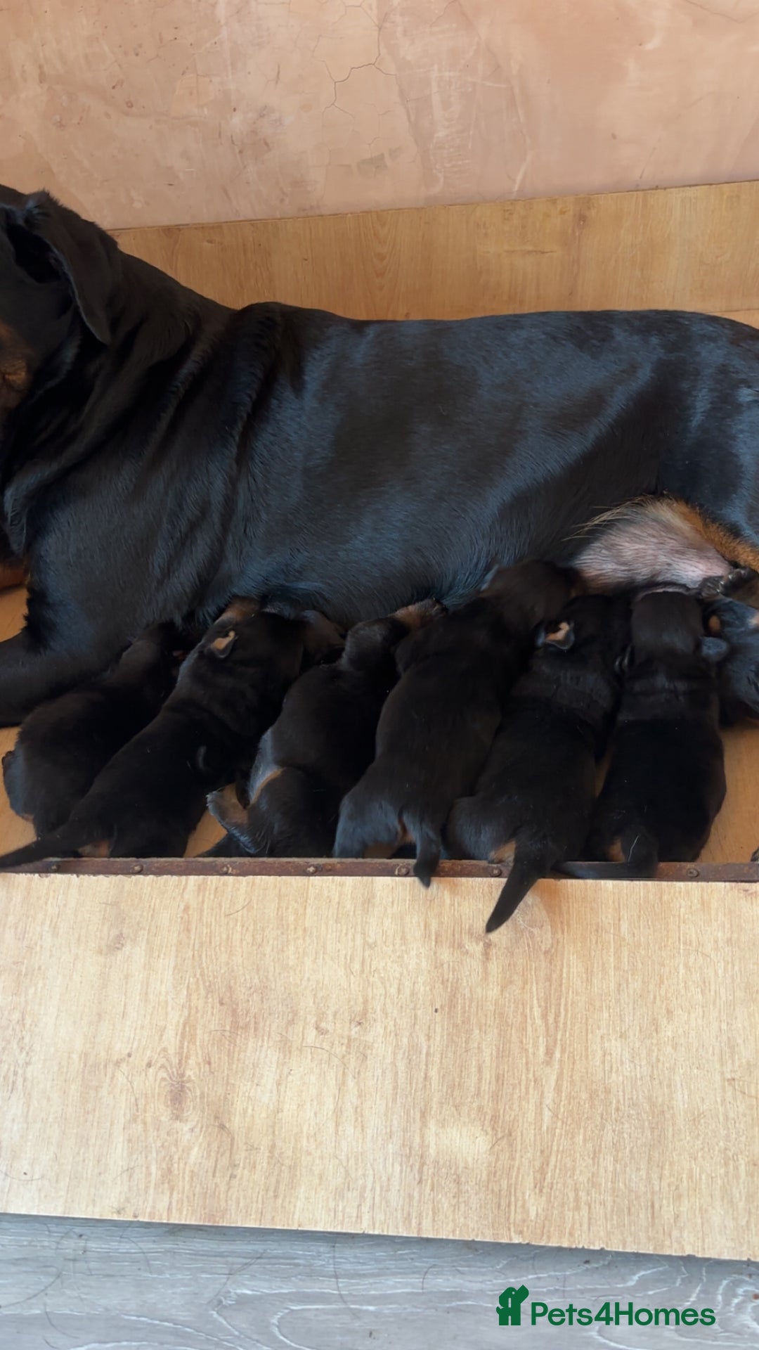 Rottweiler dogs for sale: 7 stunning chunky full breed Rottweilers  - Advert 16