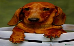 Miniature Dachshund dogs for adoption: Archie: The Puppy Who Survived a Breeder’s Hell - Image 3