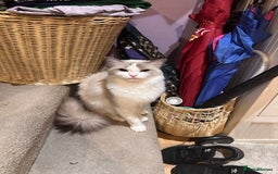 Ragdoll cats for sale: Ragdoll male kitten - Image 5