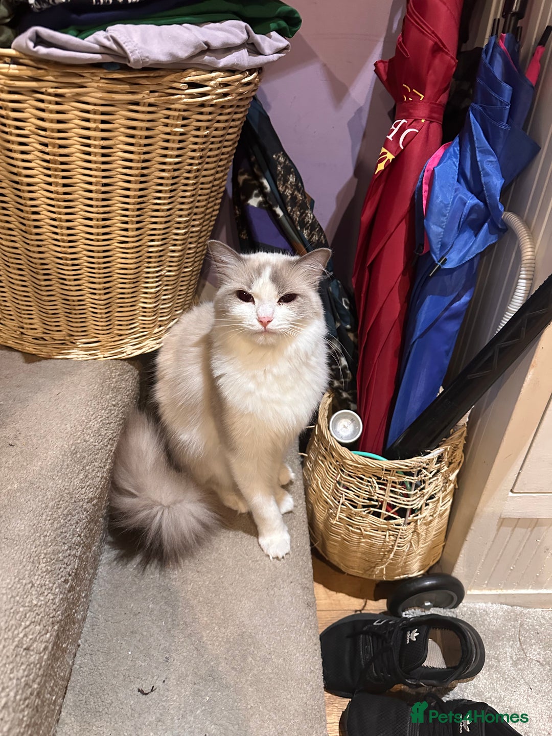 Ragdoll cats for sale: Ragdoll male kitten - Image 5
