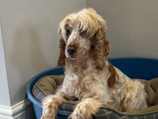 Cocker Spaniel dogs PICKLES 8yr old Cocker Spaniel - Advert 4