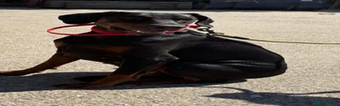 Dobermann 1