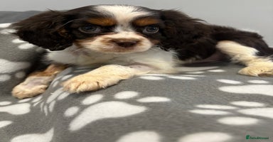 Cavalier King Charles Spaniel dogs - Advert 6