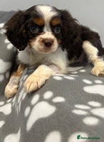 Cavalier King Charles Spaniel dogs - Advert 6