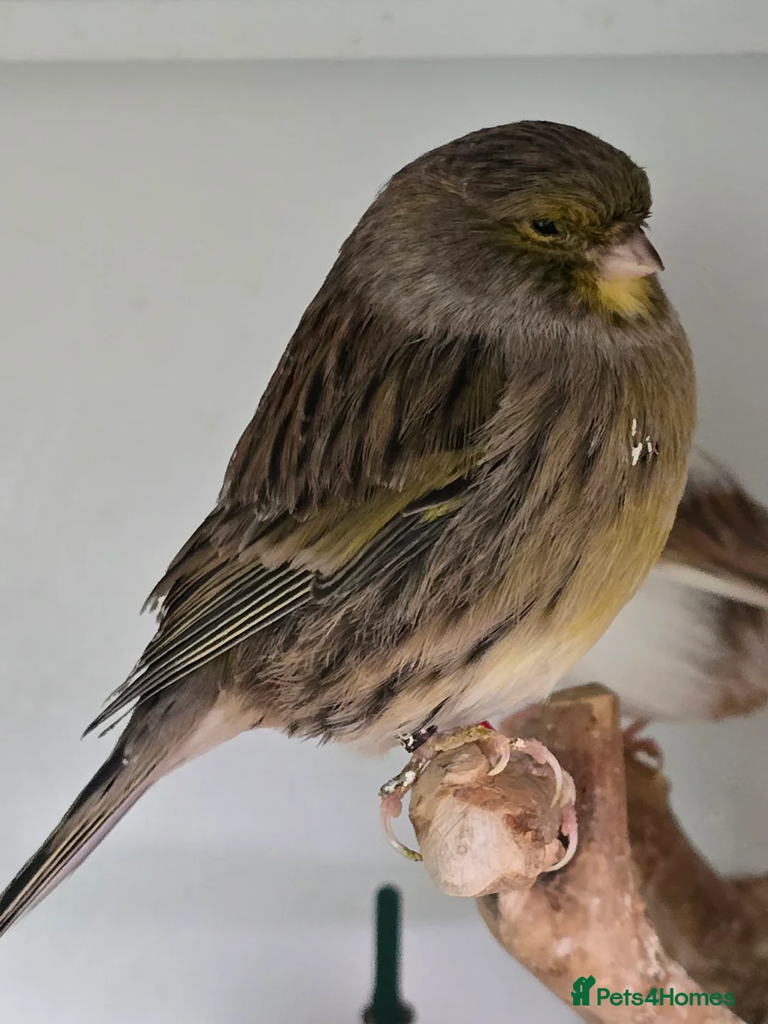 Canaries birds for sale: Stunning Fife & Gloster Canaries (pet or breeding) - Advert 6