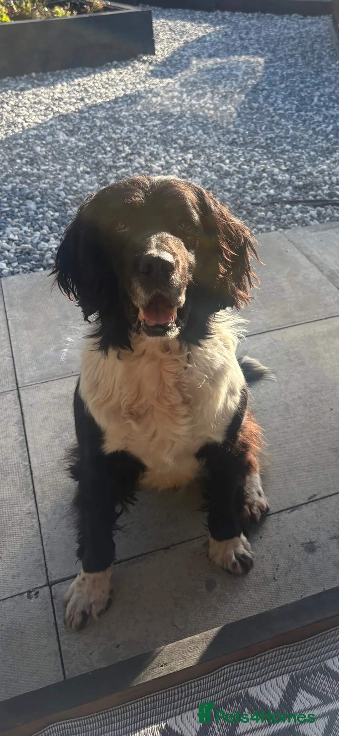 English Springer Spaniel dogs for sale: Working Spaniel – Due to Retire Soon - Advert 5