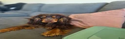 Cocker Spaniel dogs for sale: KC Show Cocker Spaniel  - Advert 2