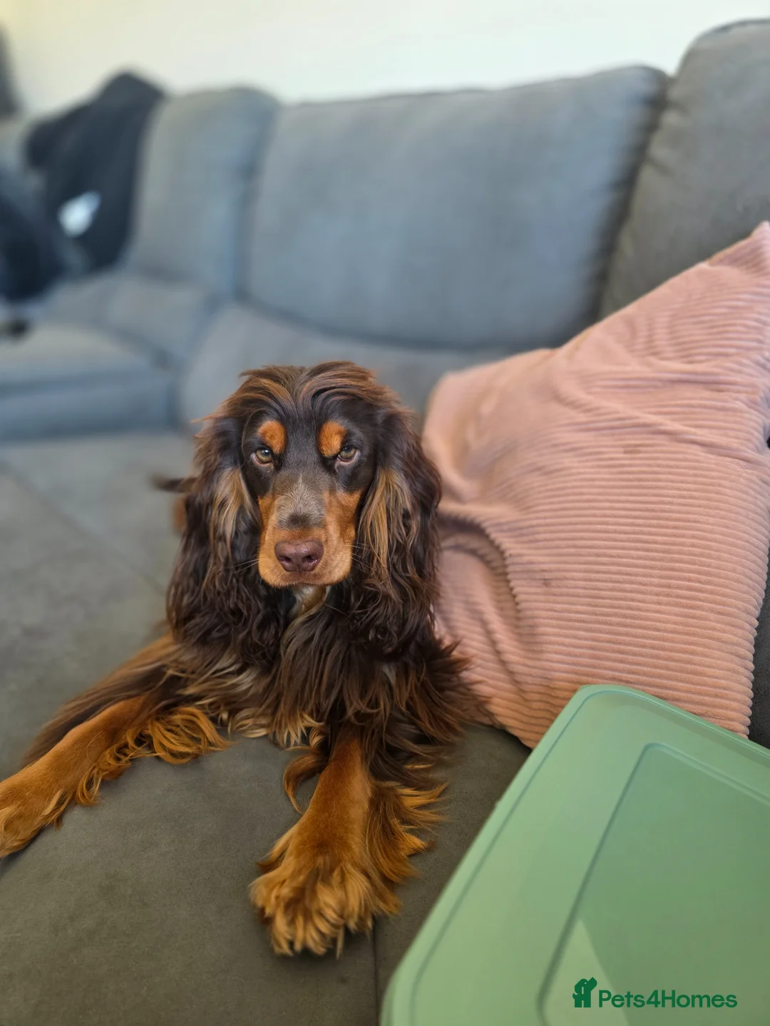 Cocker Spaniel dogs for sale: KC Show Cocker Spaniel  - Advert 2