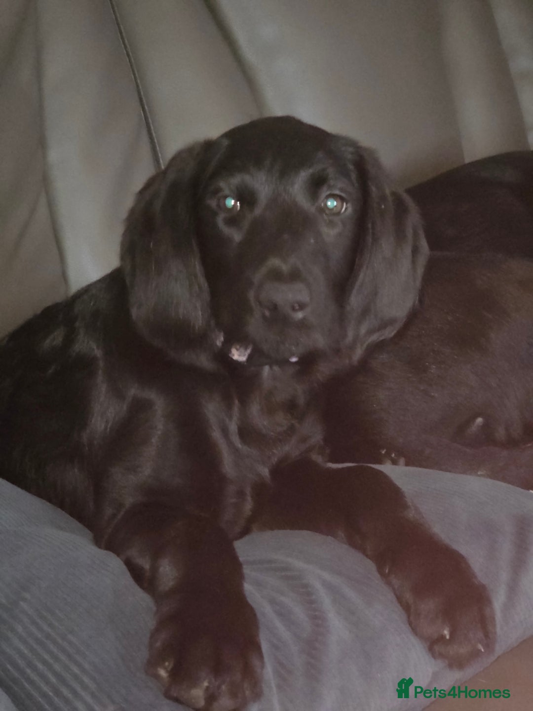 Labradoodle dogs for sale: Little girl Labradoodle  - Advert 12