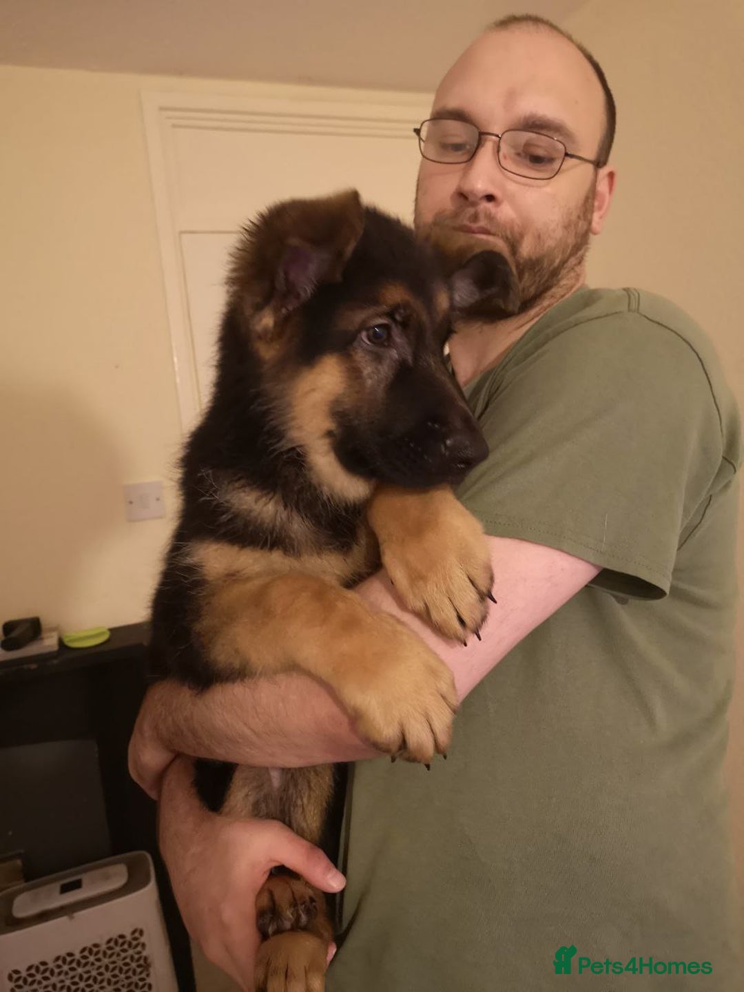 German Shepherd dogs for sale: One large straight back male puppy 11 weeks - Advert 16