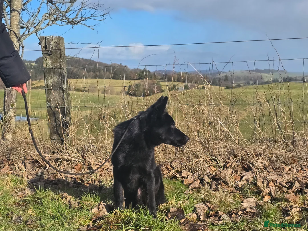 German Shepherd dogs for sale: Rambo, Stunning BiColour GSD Personal Protection  - Advert 6