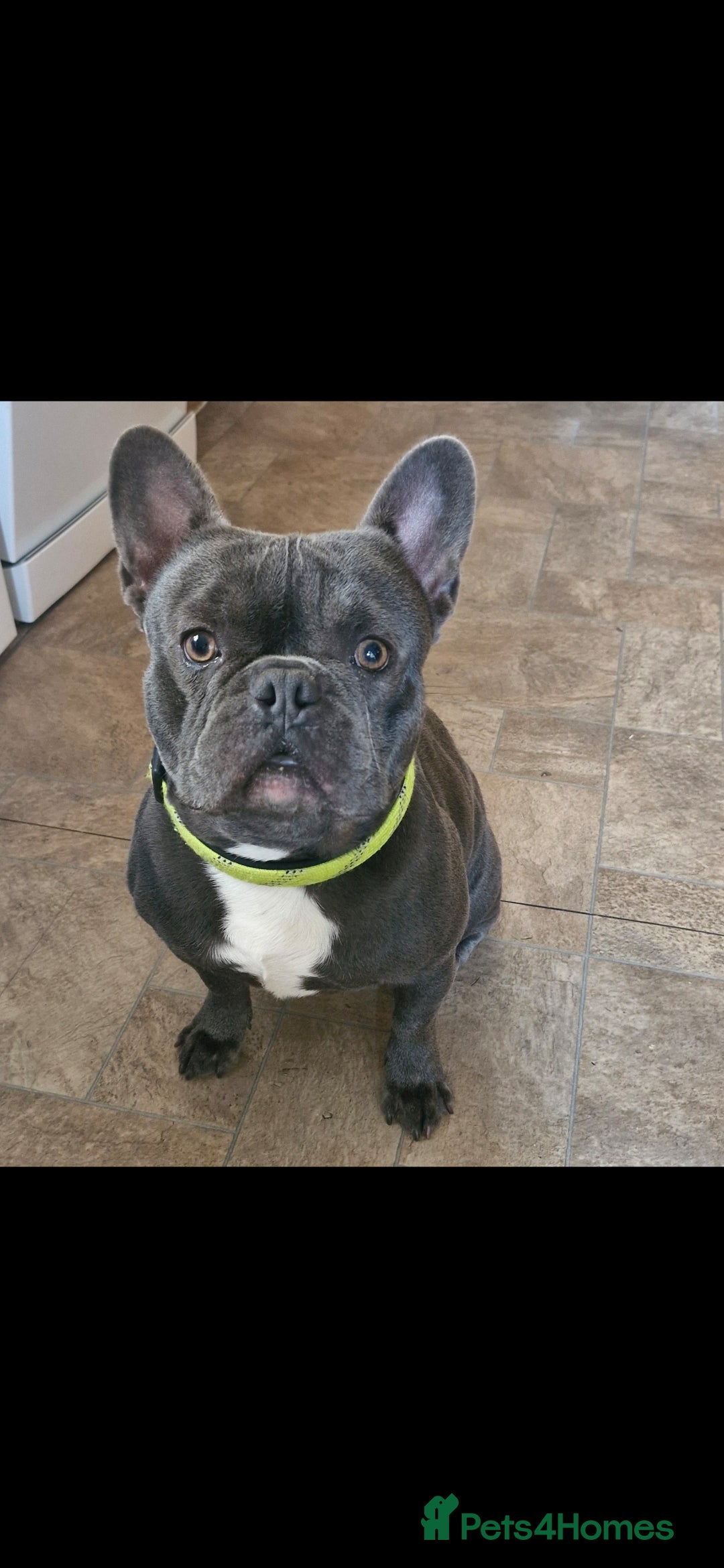 French Bulldog dogs Blu-french bulldog  - Advert 1