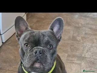 French Bulldog dogs Blu-french bulldog - Advert 1