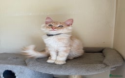 Maine Coon cats for sale: Stunning Maine coon kittens - Image 10