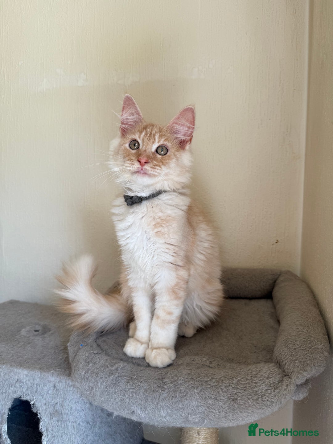 Maine Coon cats for sale: Stunning Maine coon kittens - Image 10