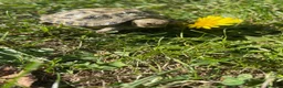 Tortoise reptiles for sale: Horsfield tortoises  - Advert 7