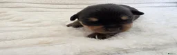Rottweiler dogs for sale: Healthy & Chunky Family Raised Rottweiler Puppies - Advert 19