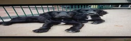 Cocker Spaniel dogs for sale: 1 FEMALE  AND 1 MALE  AVAILABLE  COCKER PUPS  - Advert 6