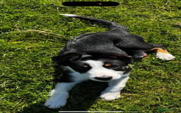 Border Collie dogs for sale: Lovely Boy looking for forever home  - Image 2