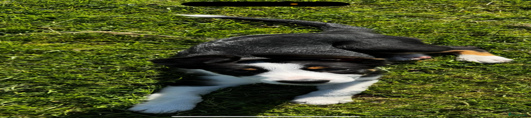 Border Collie Puppy 1