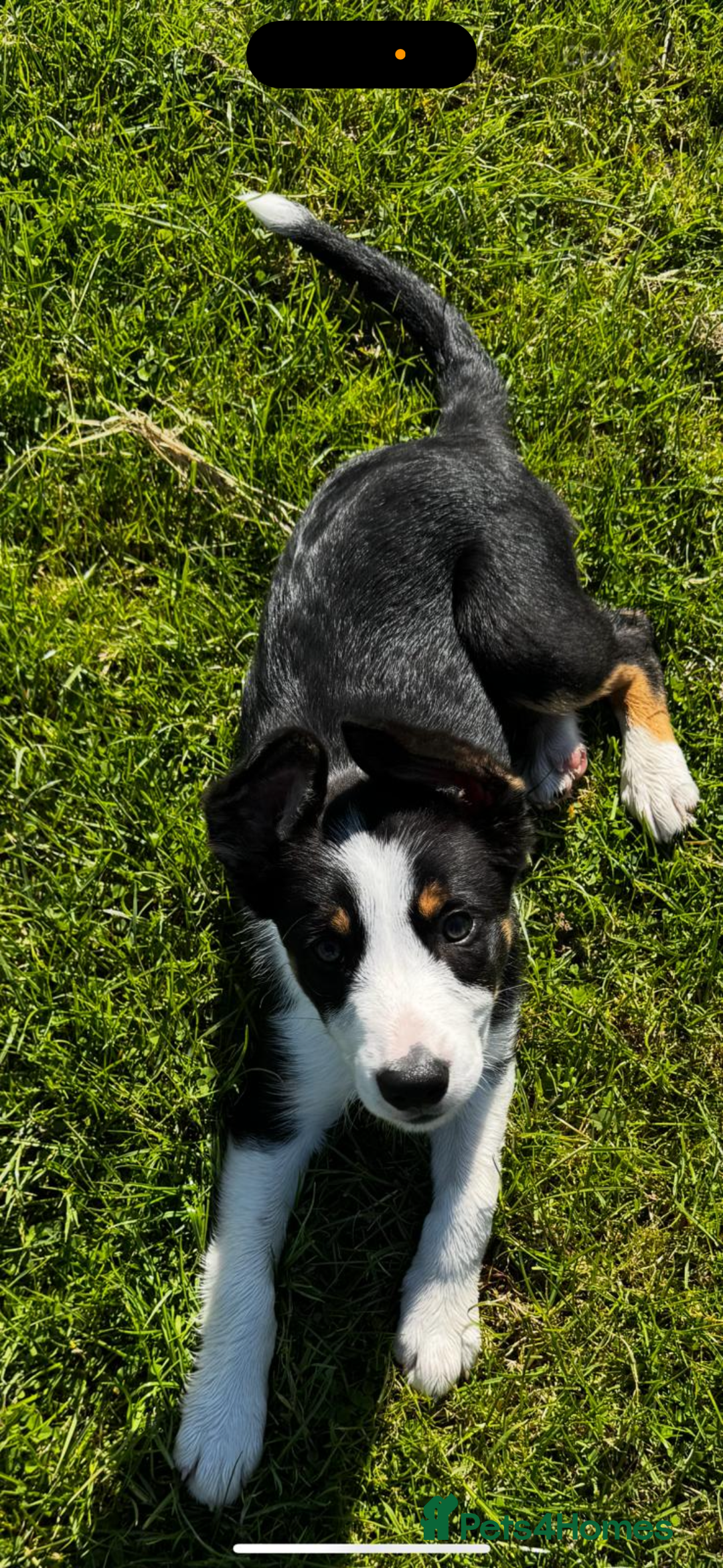 Border Collie dogs for sale: Lovely Boy looking for forever home  - Image 2
