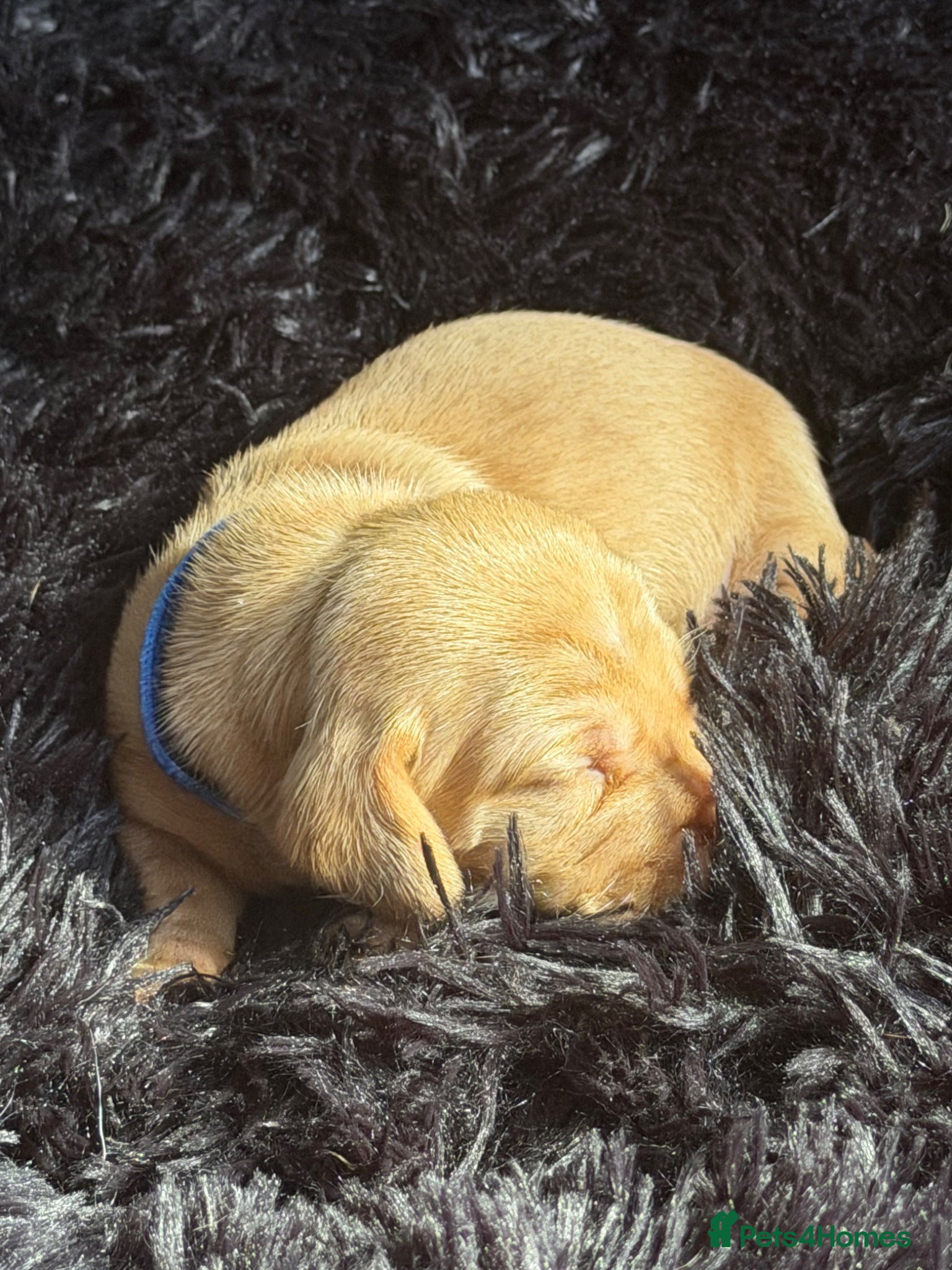 Miniature Dachshund dogs  Beautiful Dachshund Fawn Boy - Ready 14th June 🐾 - Advert 1