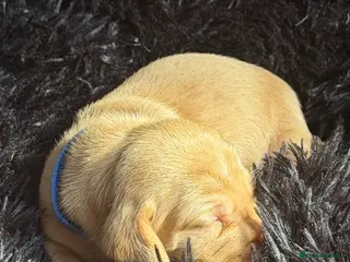 Miniature Dachshund dogs Beautiful Dachshund Fawn Boy - Ready 14th June 🐾 - Advert 1