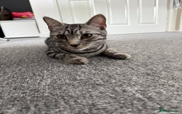 Bengal cats for sale: Two beautiful BSH/Bengal mix cats for sale  - Image 9