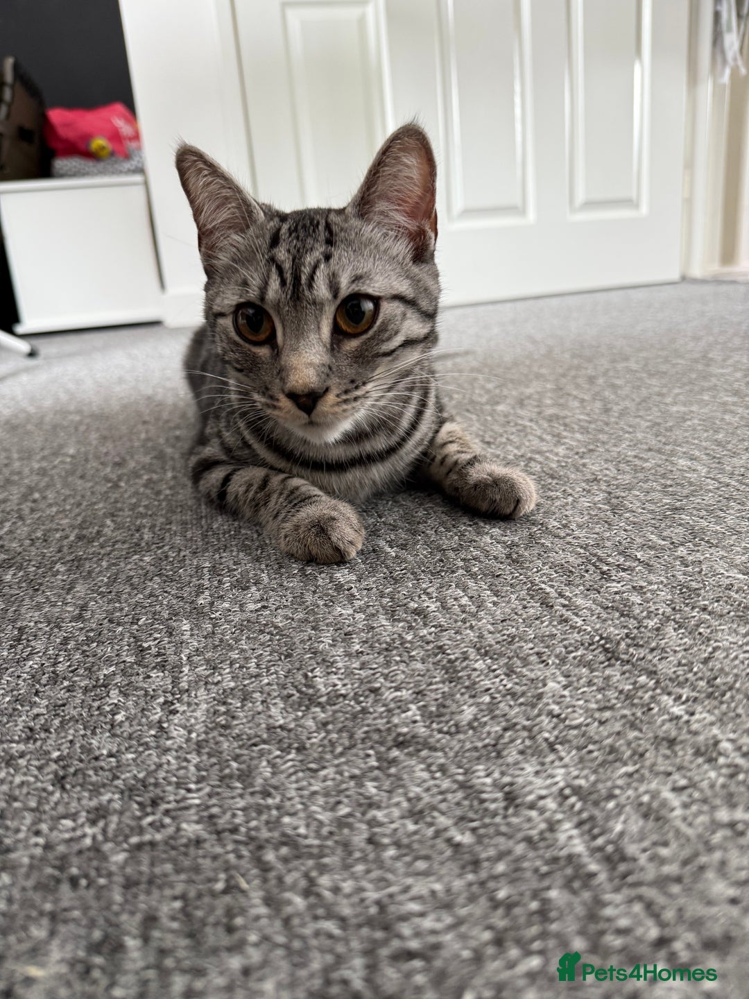 Bengal cats for sale: Two beautiful BSH/Bengal mix cats for sale  - Image 9
