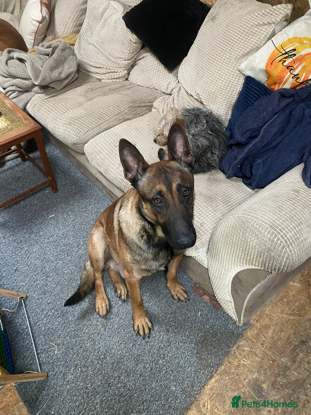 Mixed Breed dogs for sale: Rottweiler x malinois  - Advert 13