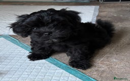 Maltipoo dogs for sale: Miniature F1 Maltipoo puppy - Image 4