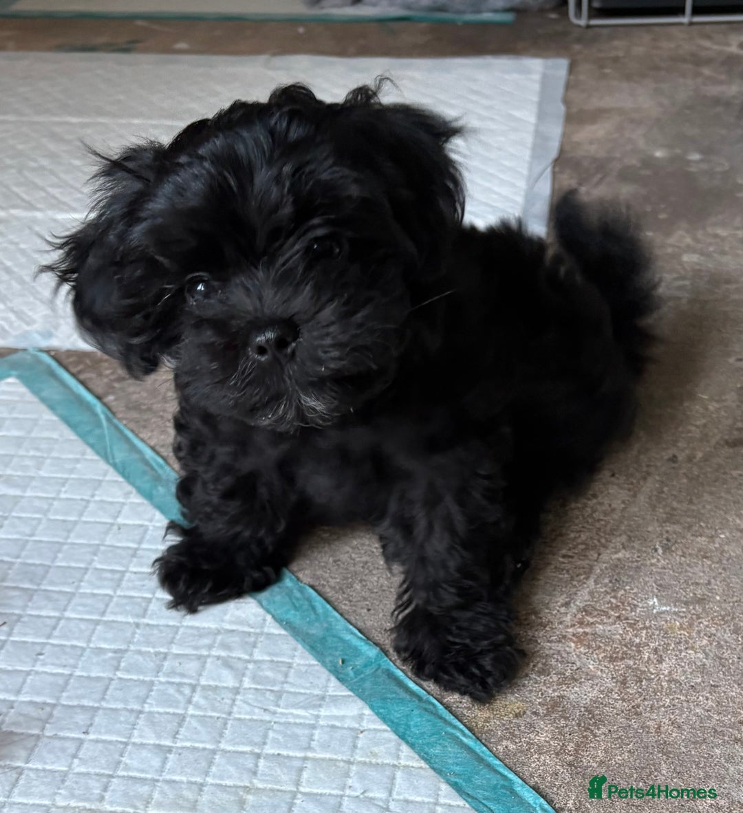 Maltipoo dogs for sale: Miniature F1 Maltipoo puppy - Image 4