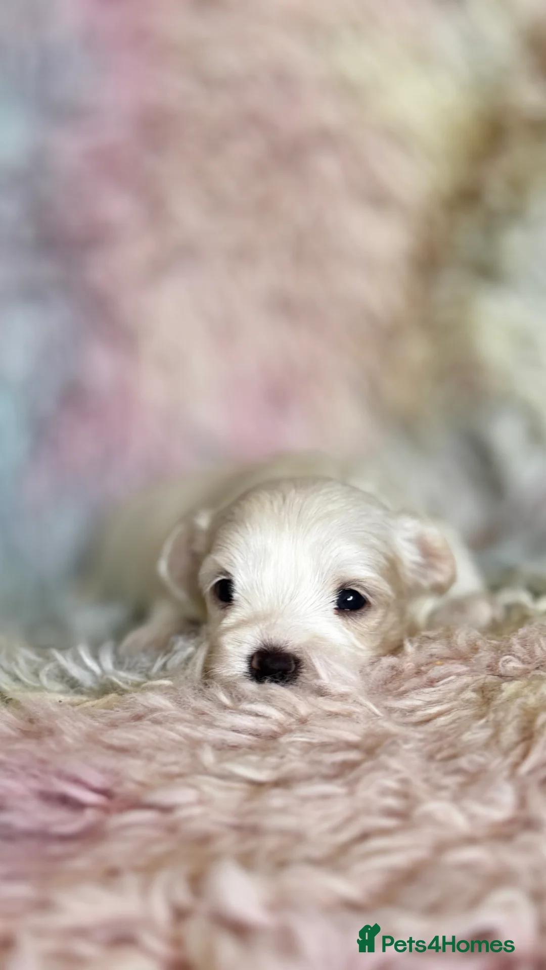 Maltese dogs for sale: Kc registered mini Maltese  - Advert 18