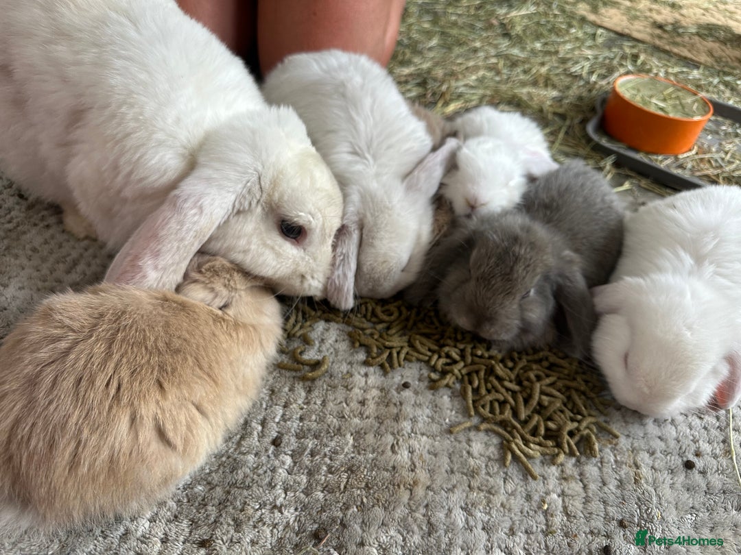 French Lop rabbits for sale: 🤍Pure Bred Giant French Lop Babies🤍 - Image 14