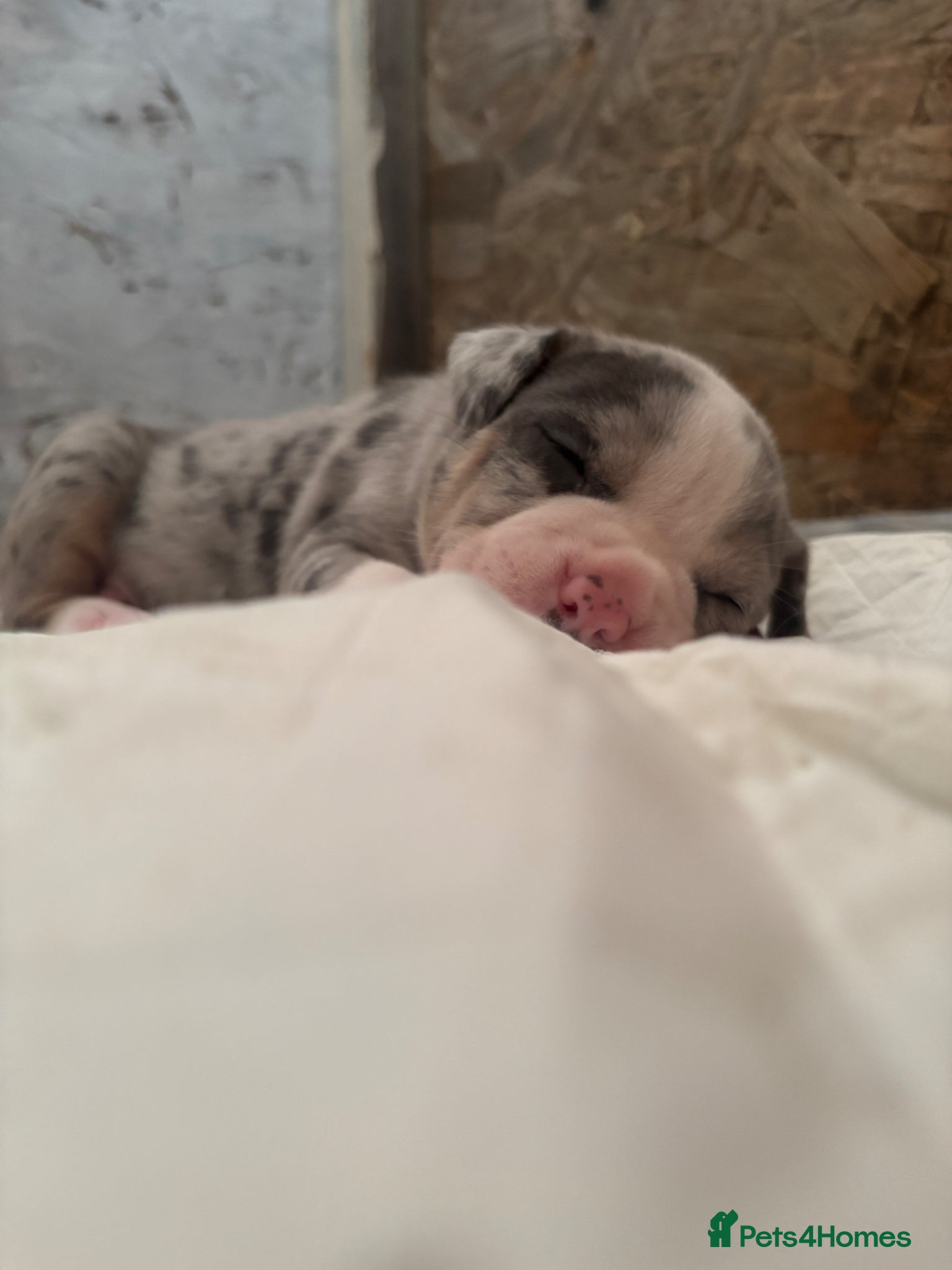 American Bully dogs Pocket bully puppies Merle fawn pied tri - Advert 8